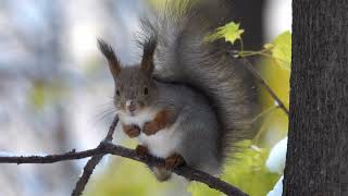 Испуганный бельчонок / Scared little squirrel