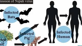 NIPAH VIRUS must watch full detail about nipah virus in Hindi