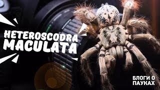 Болтовня о Heteroscodra maculata | убираемся в террариуме