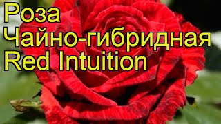 Роза чайно-гибридная Ред Интуишн. Краткий обзор, описание характеристик Red Intuition