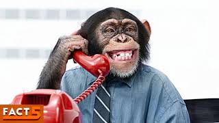CALL PRIKOL - НЕСМЕШНАЯ ПОДБОРКА
