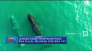 Jangan Kaget Muntahan Paus Bisa Dijual Miliaran, Kok Bisa Ya?