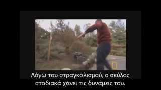 Επιθετικός Σκύλος και Κυριαρχικότητα