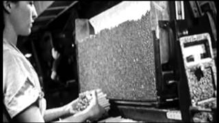 A Smoking Epidemic  -- the history of tobacco, an excerpt