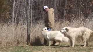 Caring for Working Dogs on your Hobby Farm