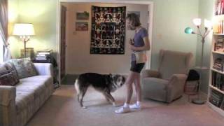 Teach your dog to Spin, Twirl and Twist