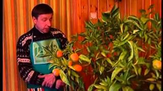 Как заставить цвести цитрусовые  без какой либо прививки