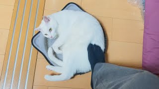 猫ふんじゃった