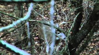 2011 Jo Davies 10pt