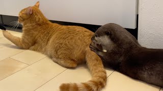 猫のお尻に入ろうとするカワウソ otter trying to get into a cat's buttocks
