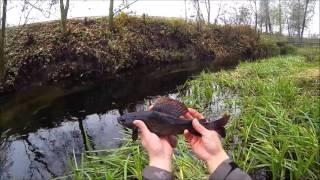Grayling fly fishing Poland