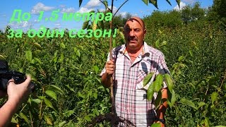 Саженцы плодовых деревьев - 1.5 метра за один сезон