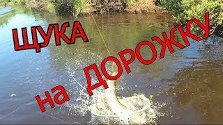 Щука на дорожку… 1.2 млн. просмотров