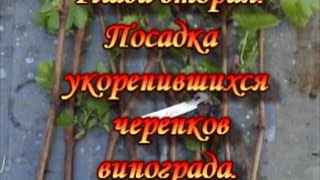 Видеокнига. Глава 2.Посадка укоренившихся черенков винограда.Planting rooted cuttings of grapes.