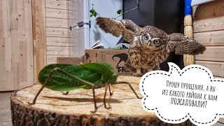 Реакция сыча Лучика на большое зелёное страшное. И это не гусеница! Гигантский кузнечик против совы