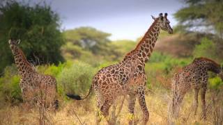 Tanzania Tourism (Unforgettable Tanzania)