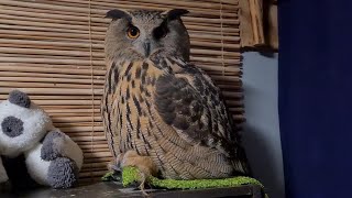 Ночь с совой. С котом и филином в одной кровати. Осторожно, скримеры!