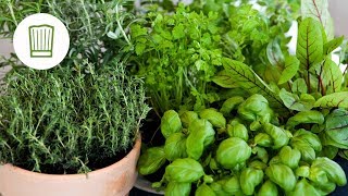 Kräuterkunde - Tipps & Tricks im Umgang mit Kräutern | Chefkoch.de