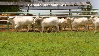 Ganados Brahman, Centro de Recria La Carolina