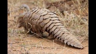 Creatures with AMAZING Armor