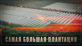 Больше, чем Монако: на юге России создают самую большую в Восточной Европе плантацию