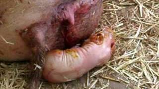 Sow Farrowing - Pig Giving Birth