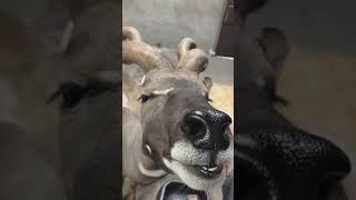 Hobbes