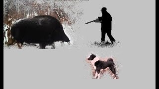 Об охоте на кабанов. Hunting boar
