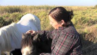 Cheval Camargue - Clémence Elevage de Melgueil