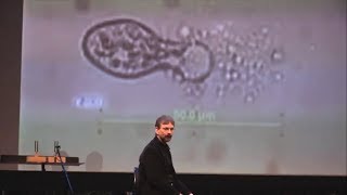 Уничтожение рака резонансными частотами | Доктор Энтони Голланд, TEDxSkidmoreCollege