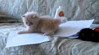 funny kitty (котенка - ученица)