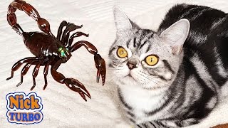 СКОРПИОН и КОТиК ДИКСОН. Игрушки на радиоуправлении на канале Ник Турбо