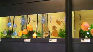 Kolle Zoo, зоомаркет в Германии, дискусы