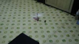 E-Fly 2.4 Ghz