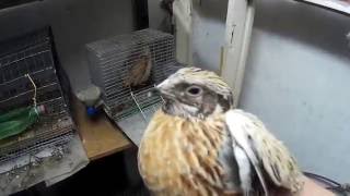 Как отличить маньчжурских перепелов самца от самки?How to distinguish the Manchu quail?