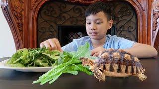 เต่าน้อย โชว์กินจุ