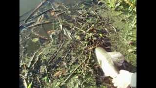 Szczupak 93 cm z rzeki Łyny