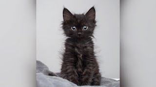 Woman saves life of tiny kitten abandoned by mom