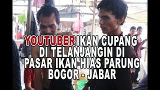 YOUTUBER IKAN CUPANG DI TELANJANGIN DI PARUNG BOGOR #no klick bait