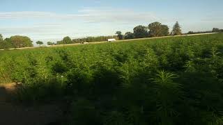 Cbd update