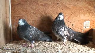 Николаевские Голуби Никулина Nikolaevskie Pigeons Part 26