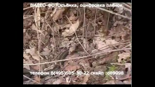 Змеи (гадюки и ужи) на даче в Подмосковье