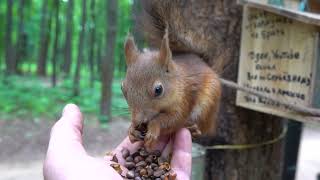 О бельчатах / About little squirrels