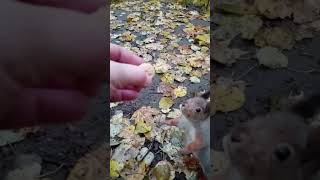 Орешек для белки / Nut for a squirrel