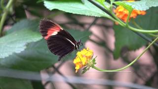 Sony RX10 IV -  flying butterflys, slow motion, action, 250 fps