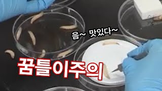 애벌레가 플라스틱을 먹어서 분해한다?  / YTN 사이언스
