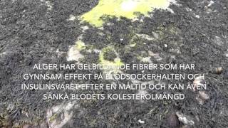 alger och fibrer