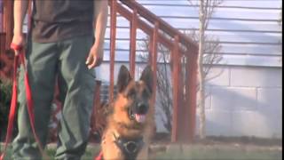 Ozzi - Dual Purpose Narcotics Police K9