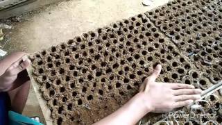 Tutorial penyemaian bibit melon