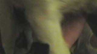 Small dog abused and tourtured!